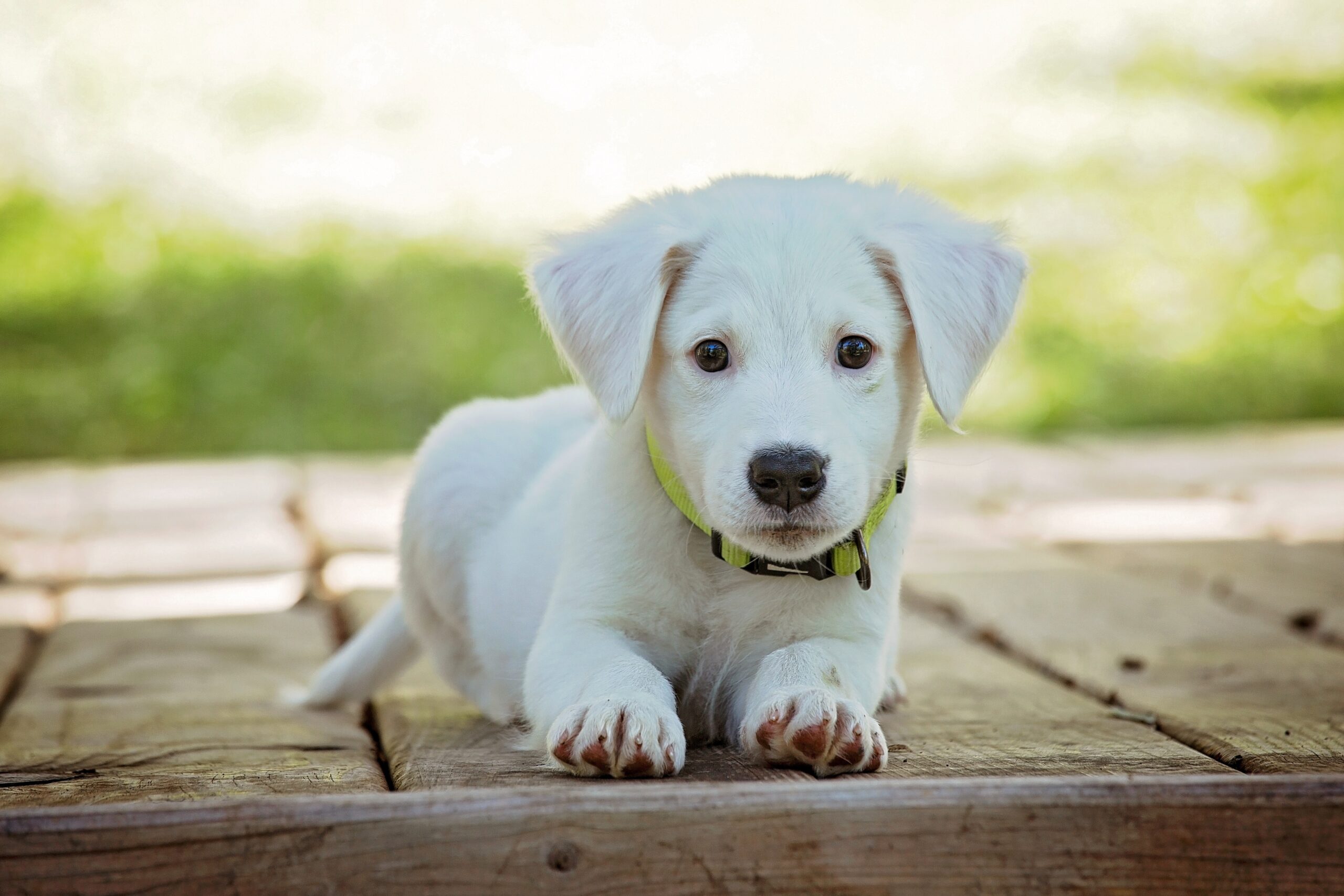 portrait_of_a_dog_257540